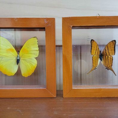 Vintage! Phoebus Philea & Marpesia Chiron Framed Butterfly Specimens, Measure 5