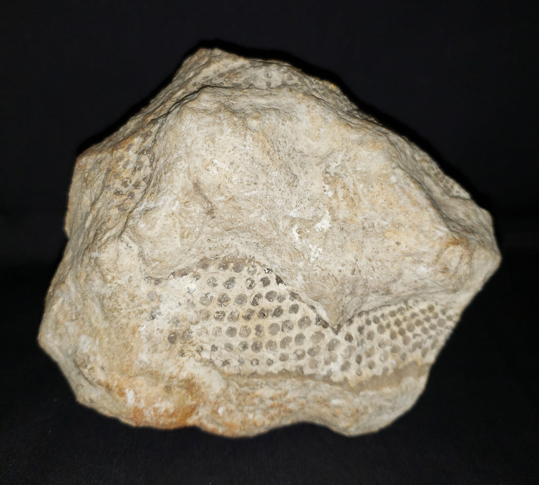 Snakeskin Fossil