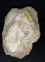 Load image into Gallery viewer, Snakeskin Fossil
