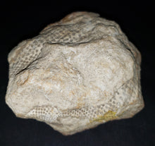 Load image into Gallery viewer, Snakeskin Fossil
