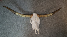 Load image into Gallery viewer, Wall Decor - Longhorn Skull and Horns
