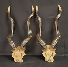 Load image into Gallery viewer, African Resin Kudu Horns
